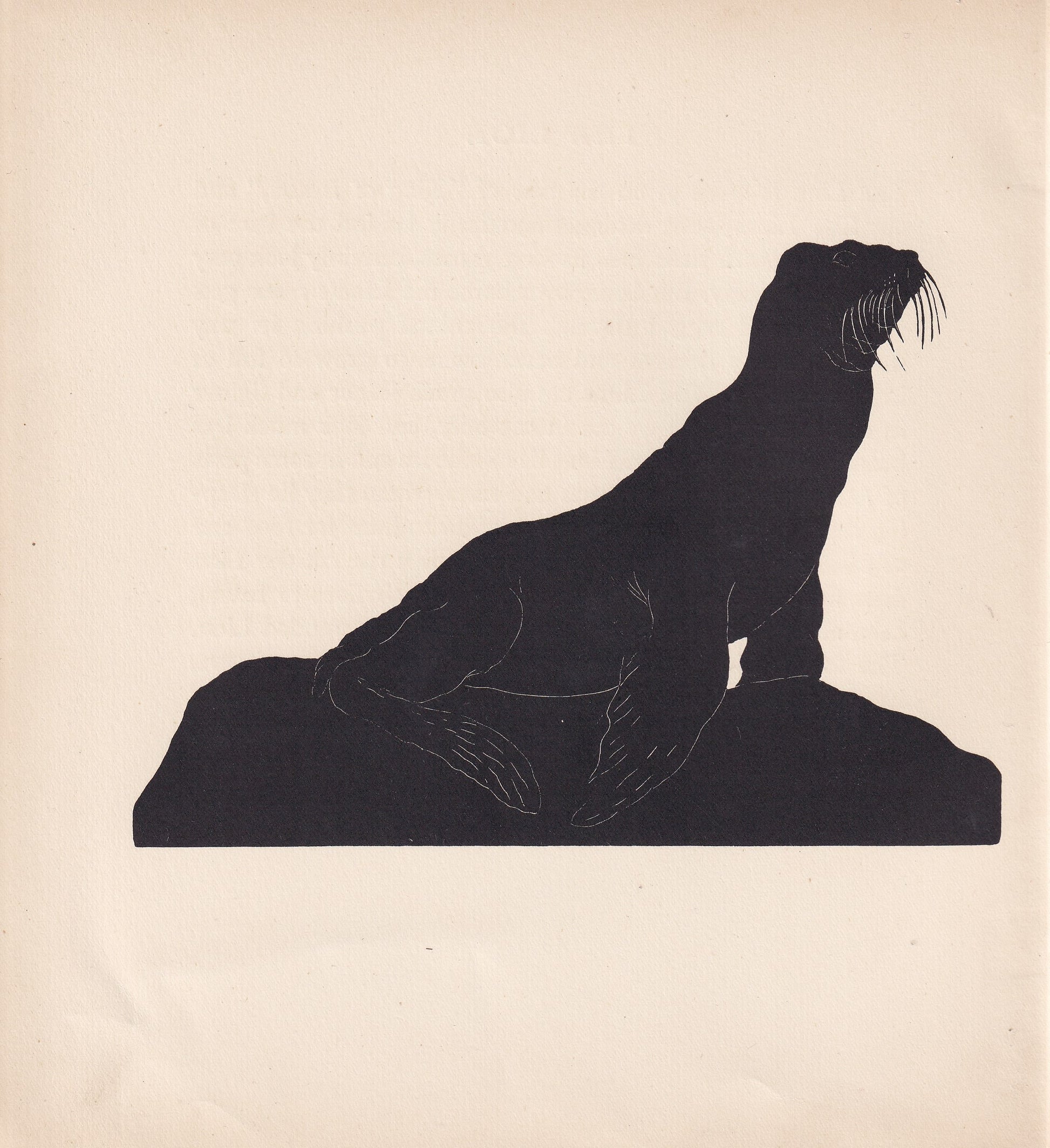 1929 SEA LION Print Wood Engraving - Sea Lion Wall Art - Zoology Print - Antique Animal Print - 94 Years Old - 8 x 7.25 Inche