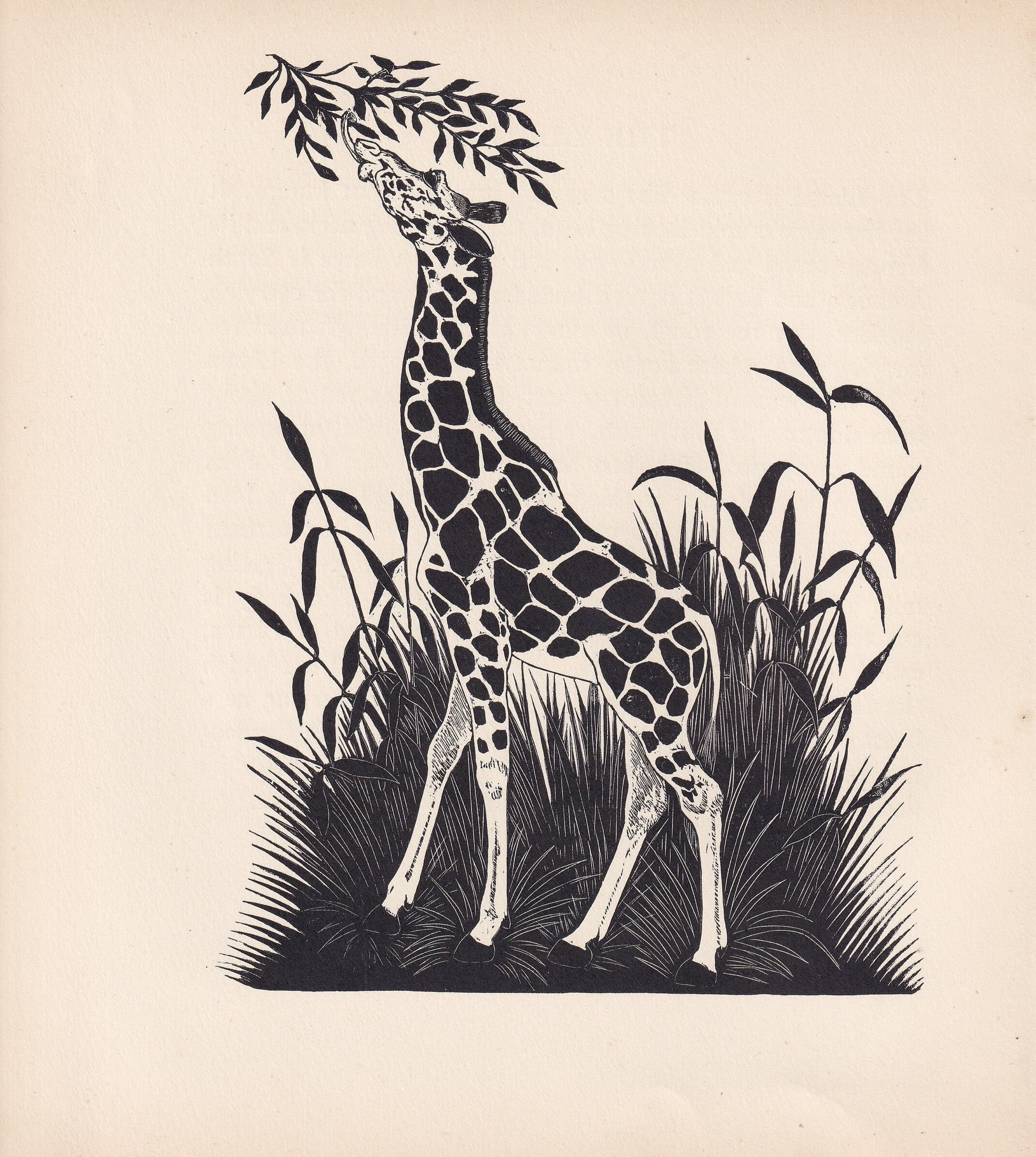 1929 GIRAFFE Print Wood Engraving - Giraffe Wall Art - Zoology Print - Antique Animal Print - 94 Years Old - 8 x 7.25 Inches