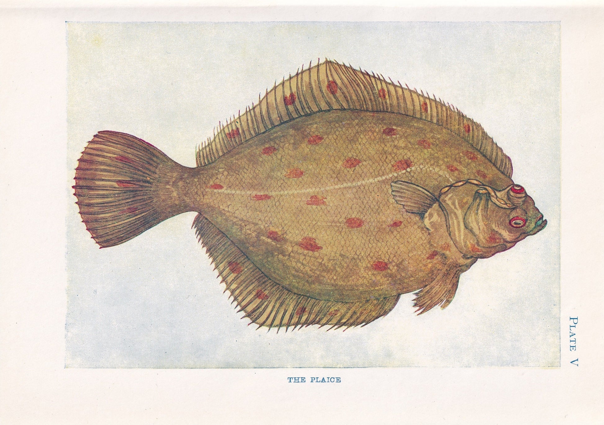 1907 PLAICE FISH Print - Original Antique Marine Print - Fish Wall Art - Sea Life Print - 116 Years Old - 6.15 x 4.25 Inches