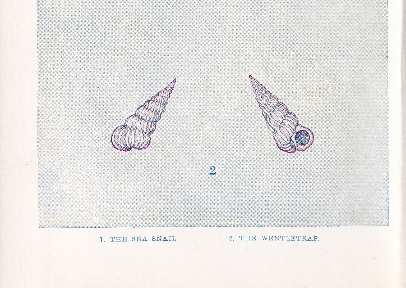 1907 SEA SHELLS Print - Original Antique Marine Print - Sea Life Print - Sea Life Print - 116 Years Old - 6.15 x 4.25 Inches