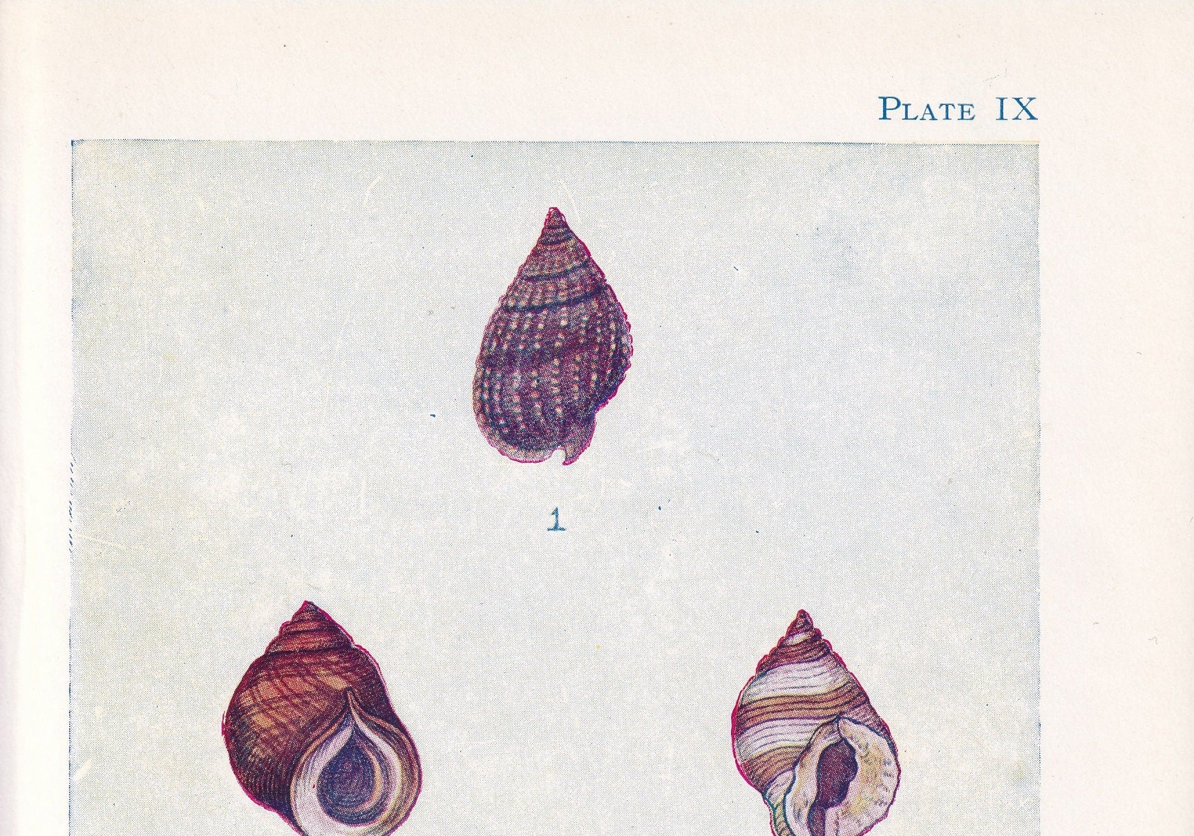 1907 SHELLS: WHELK & PERIWINKLE Print - Original Antique Marine Print - Sea Life Print - Sea Life Print - 116 Years Old - 6.15 x 4.25 Inches