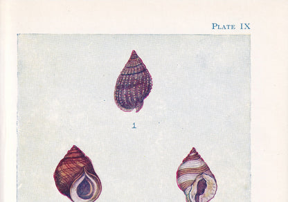 1907 SHELLS: WHELK & PERIWINKLE Print - Original Antique Marine Print - Sea Life Print - Sea Life Print - 116 Years Old - 6.15 x 4.25 Inches