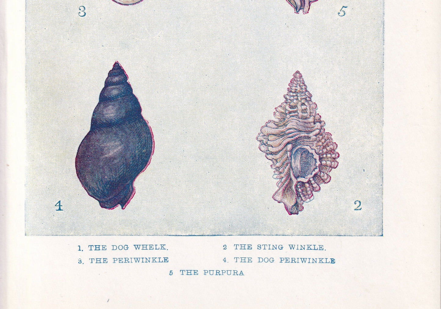 1907 SHELLS: WHELK & PERIWINKLE Print - Original Antique Marine Print - Sea Life Print - Sea Life Print - 116 Years Old - 6.15 x 4.25 Inches