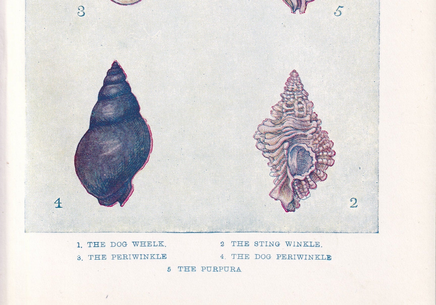 1907 SHELLS: WHELK & PERIWINKLE Print - Original Antique Marine Print - Sea Life Print - Sea Life Print - 116 Years Old - 6.15 x 4.25 Inches