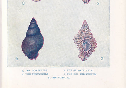1907 SHELLS: WHELK & PERIWINKLE Print - Original Antique Marine Print - Sea Life Print - Sea Life Print - 116 Years Old - 6.15 x 4.25 Inches