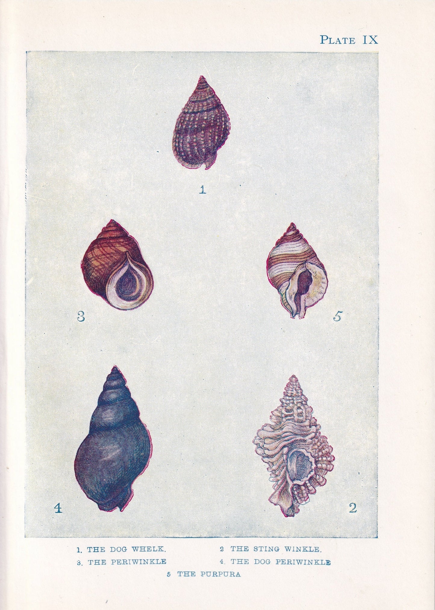 1907 SHELLS: WHELK & PERIWINKLE Print - Original Antique Marine Print - Sea Life Print - Sea Life Print - 116 Years Old - 6.15 x 4.25 Inches