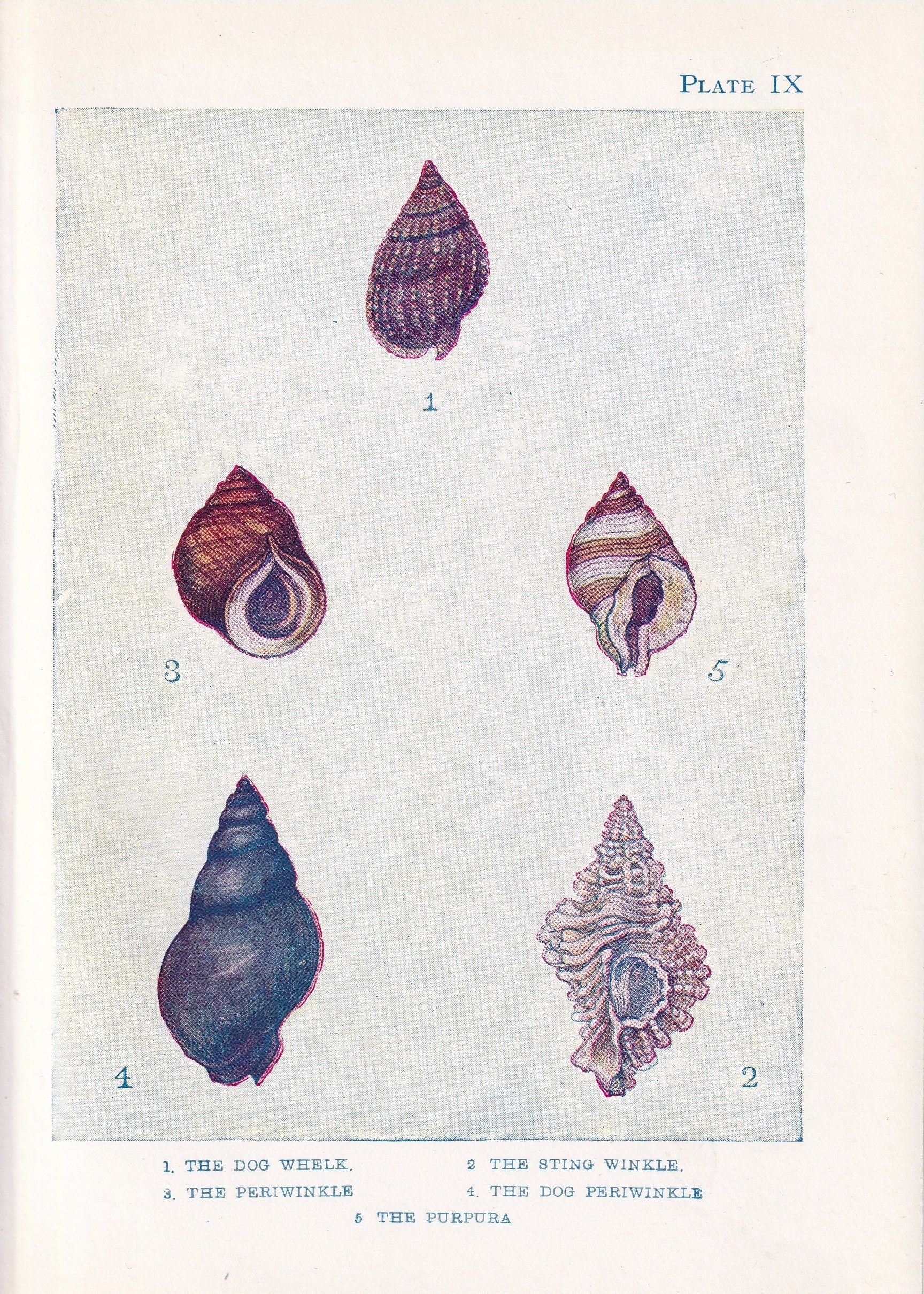 1907 SHELLS: WHELK & PERIWINKLE Print - Original Antique Marine Print - Sea Life Print - Sea Life Print - 116 Years Old - 6.15 x 4.25 Inches