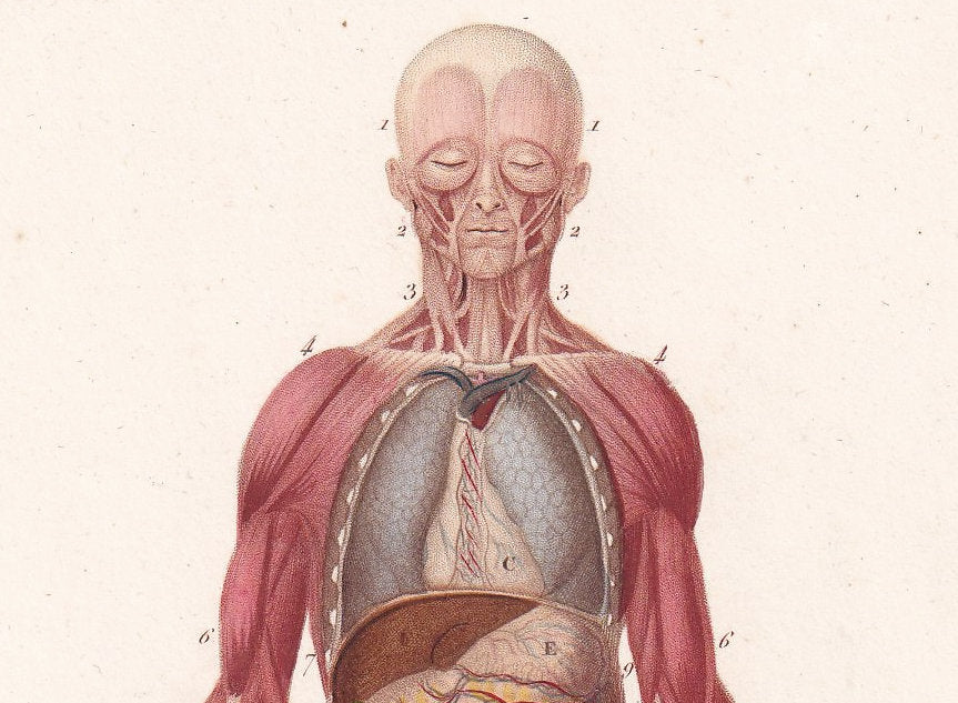 1861 HUMAN MUSCLES Print - Original Antique Orbigny Print - Hand-Colored - Anatomy Wall Art - 176 Years Old - 9.25 x 5.75 Inches