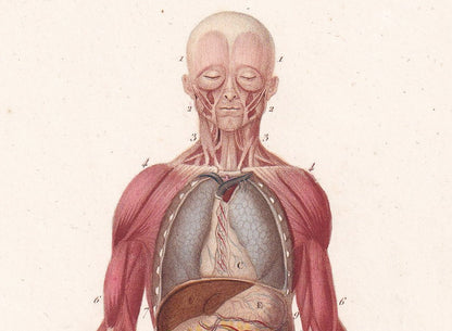 1861 HUMAN MUSCLES Print - Original Antique Orbigny Print - Hand-Colored - Anatomy Wall Art - 176 Years Old - 9.25 x 5.75 Inches