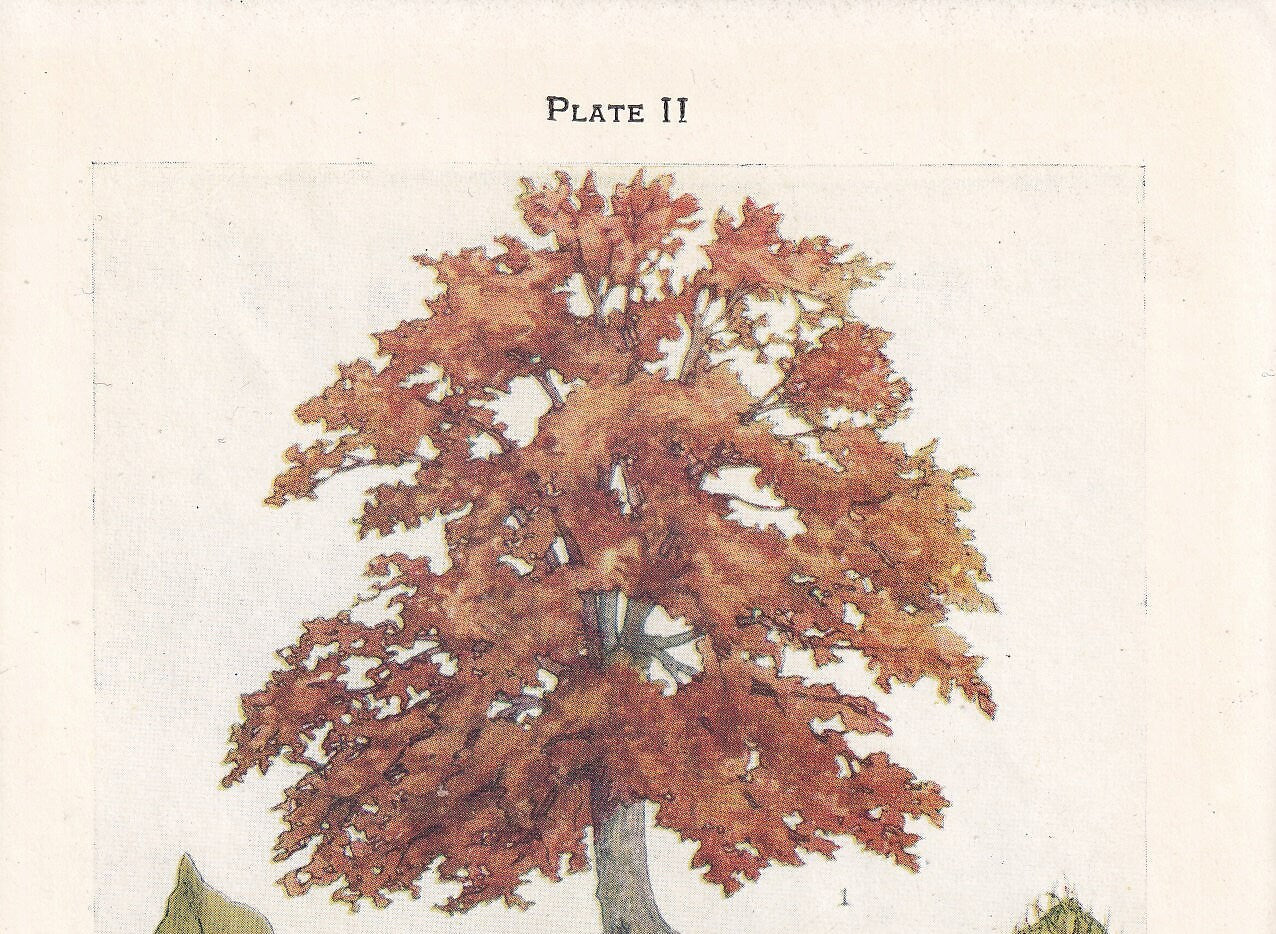 1910 BEECH TREE Print - Original Antique Tree Print - Tree Wall Art - Plant Wall Art - 113 Years Old - 6.25 x 4.25 Inches