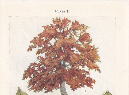 1910 BEECH TREE Print - Original Antique Tree Print - Tree Wall Art - Plant Wall Art - 113 Years Old - 6.25 x 4.25 Inches