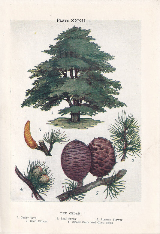 1910 CEDAR TREE Print - Original Antique Tree Print - Tree Wall Art - Plant Wall Art - 113 Years Old - 6.25 x 4.25 Inches