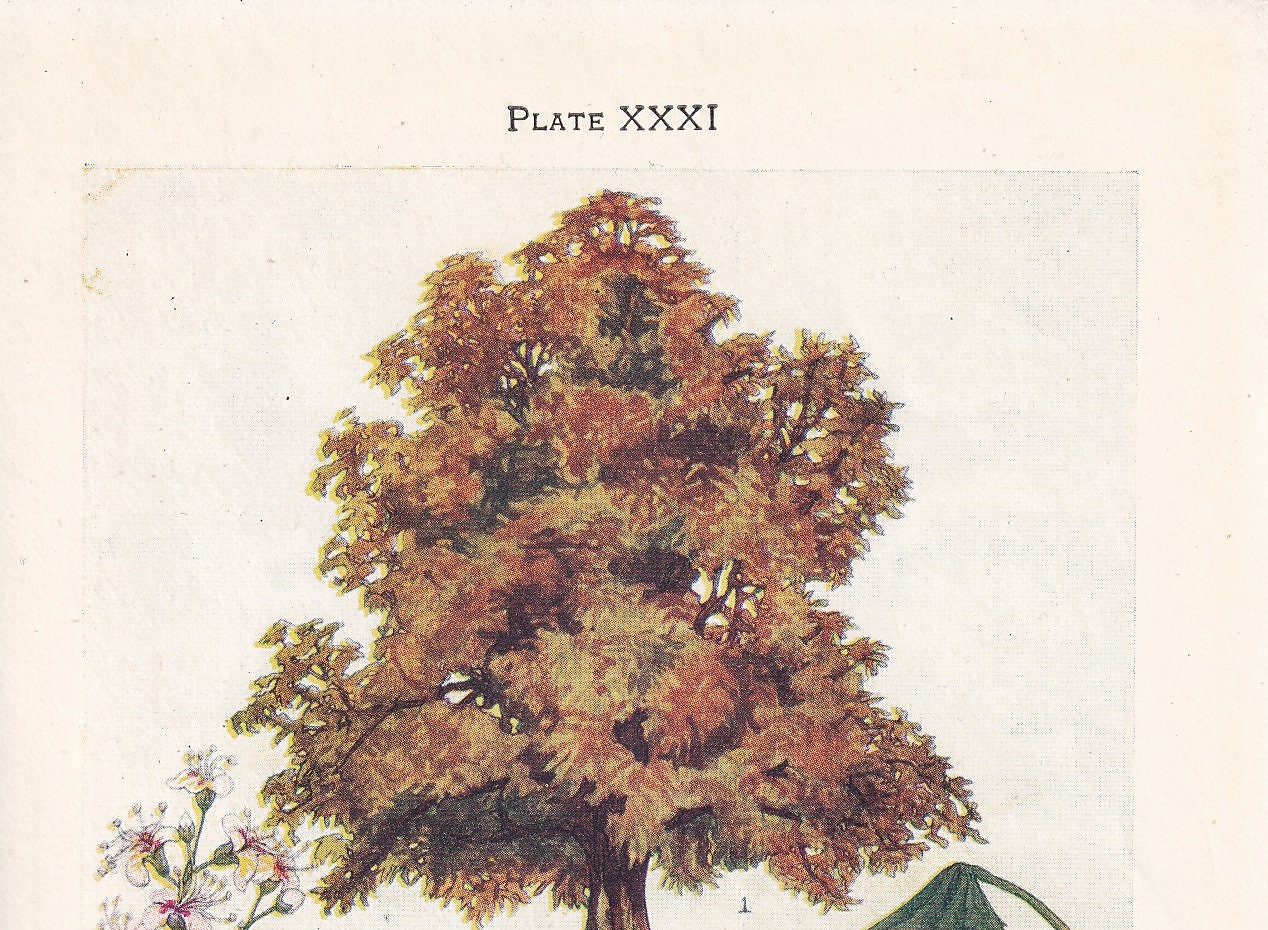 1910 HORSE CHESTNUT TREE Print - Original Antique Tree Print - Tree Wall Art - Plant Wall Art - 113 Years Old - 6.25 x 4.25 Inches