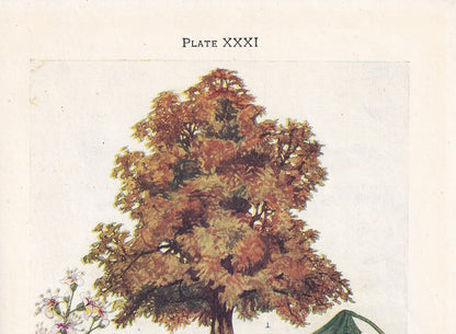 1910 HORSE CHESTNUT TREE Print - Original Antique Tree Print - Tree Wall Art - Plant Wall Art - 113 Years Old - 6.25 x 4.25 Inches