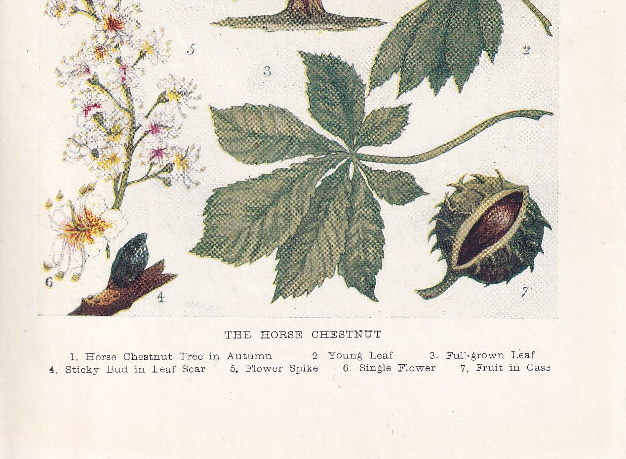 1910 HORSE CHESTNUT TREE Print - Original Antique Tree Print - Tree Wall Art - Plant Wall Art - 113 Years Old - 6.25 x 4.25 Inches