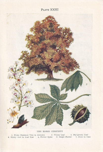 1910 HORSE CHESTNUT TREE Print - Original Antique Tree Print - Tree Wall Art - Plant Wall Art - 113 Years Old - 6.25 x 4.25 Inches