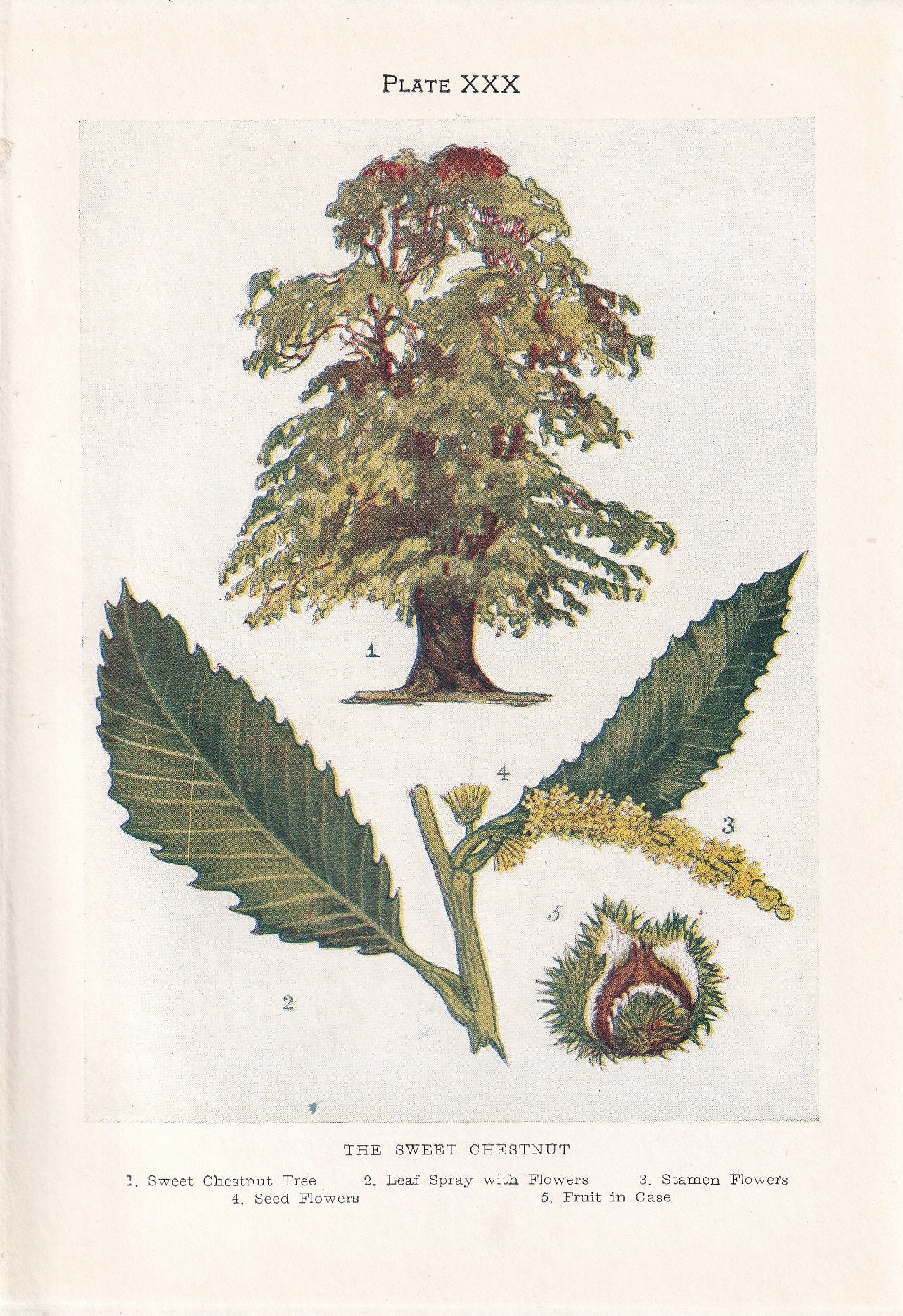 1910 HORSE CHESTNUT TREE Print - Original Antique Tree Print - Tree Wall Art - Plant Wall Art - 113 Years Old - 6.25 x 4.25 Inches