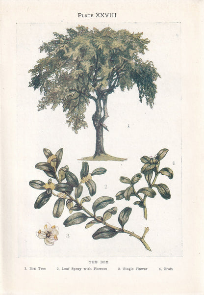 1910 BOX TREE Print - Original Antique Tree Print - Tree Wall Art - Plant Wall Art - 113 Years Old - 6.25 x 4.25 Inches