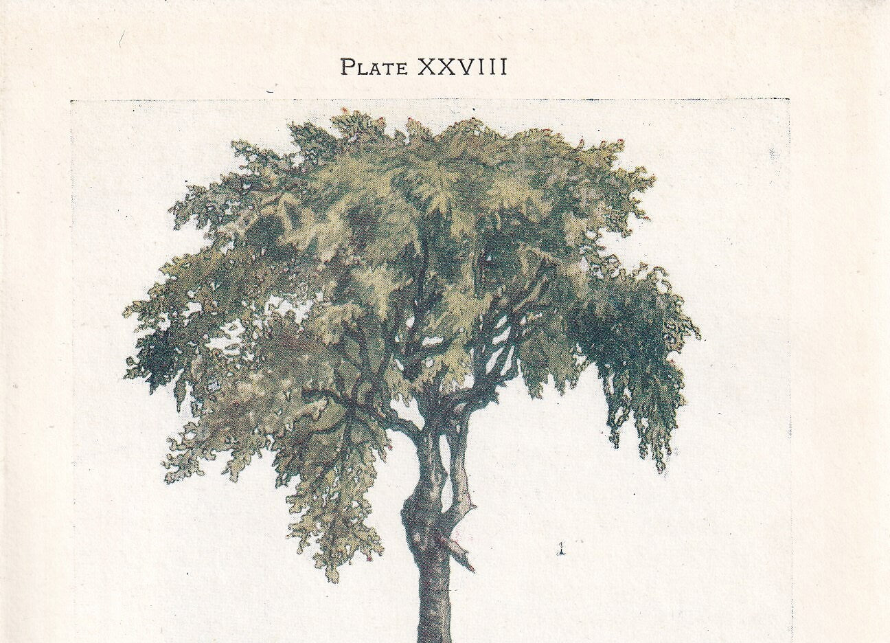 1910 BOX TREE Print - Original Antique Tree Print - Tree Wall Art - Plant Wall Art - 113 Years Old - 6.25 x 4.25 Inches