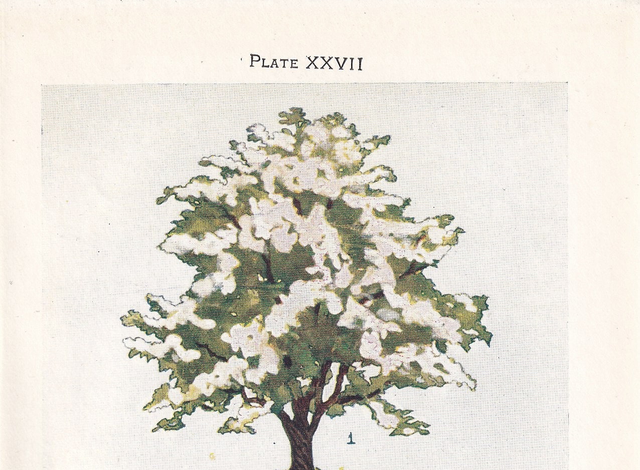1910 HAWTHORN TREE Print - Original Antique Tree Print - Tree Wall Art - Plant Wall Art - 113 Years Old - 6.25 x 4.25 Inches