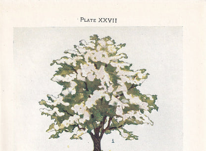 1910 HAWTHORN TREE Print - Original Antique Tree Print - Tree Wall Art - Plant Wall Art - 113 Years Old - 6.25 x 4.25 Inches