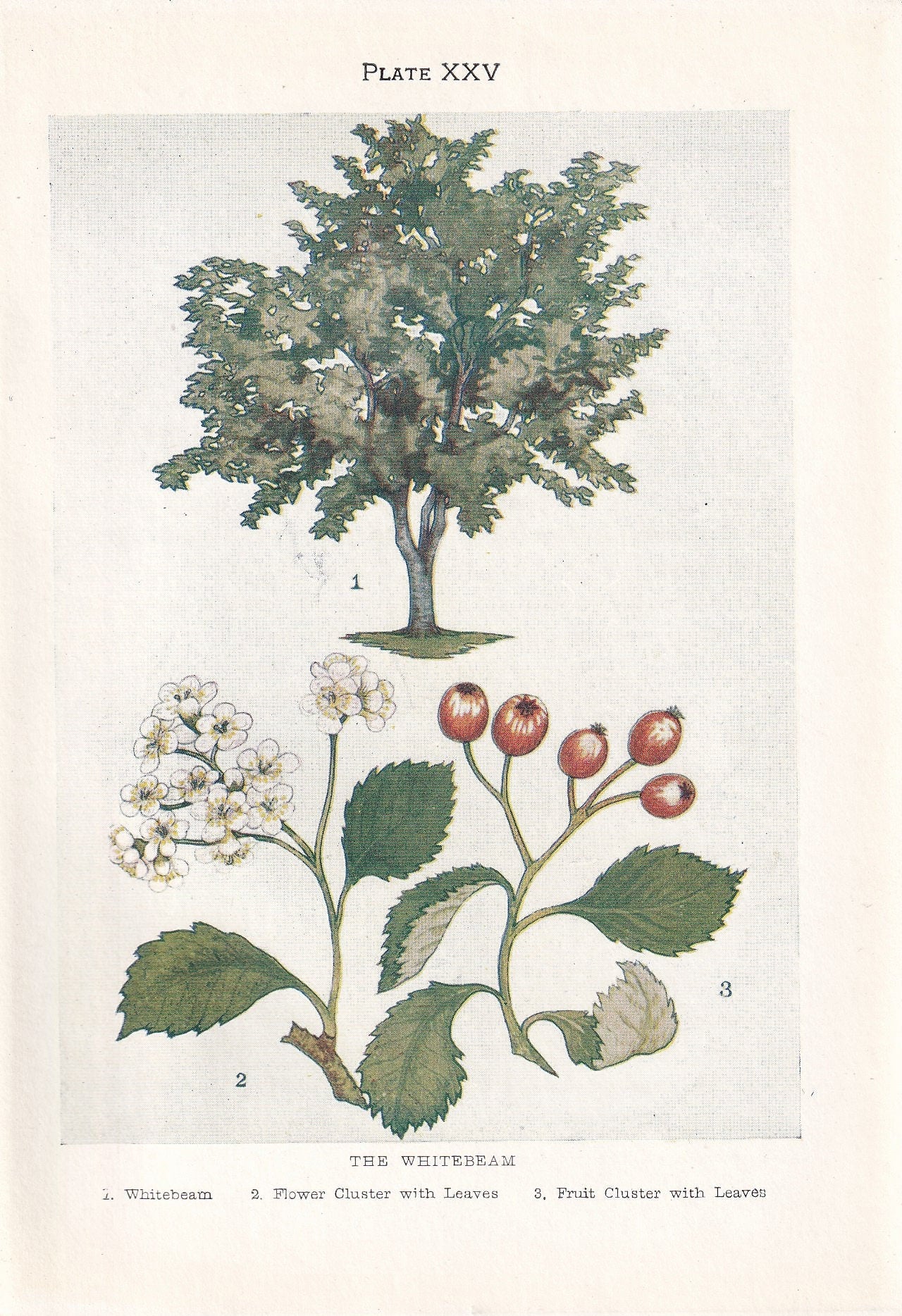 1910 WHITEBEAM TREE Print - Original Antique Tree Print - Tree Wall Art - Plant Wall Art - 113 Years Old - 6.25 x 4.25 Inches