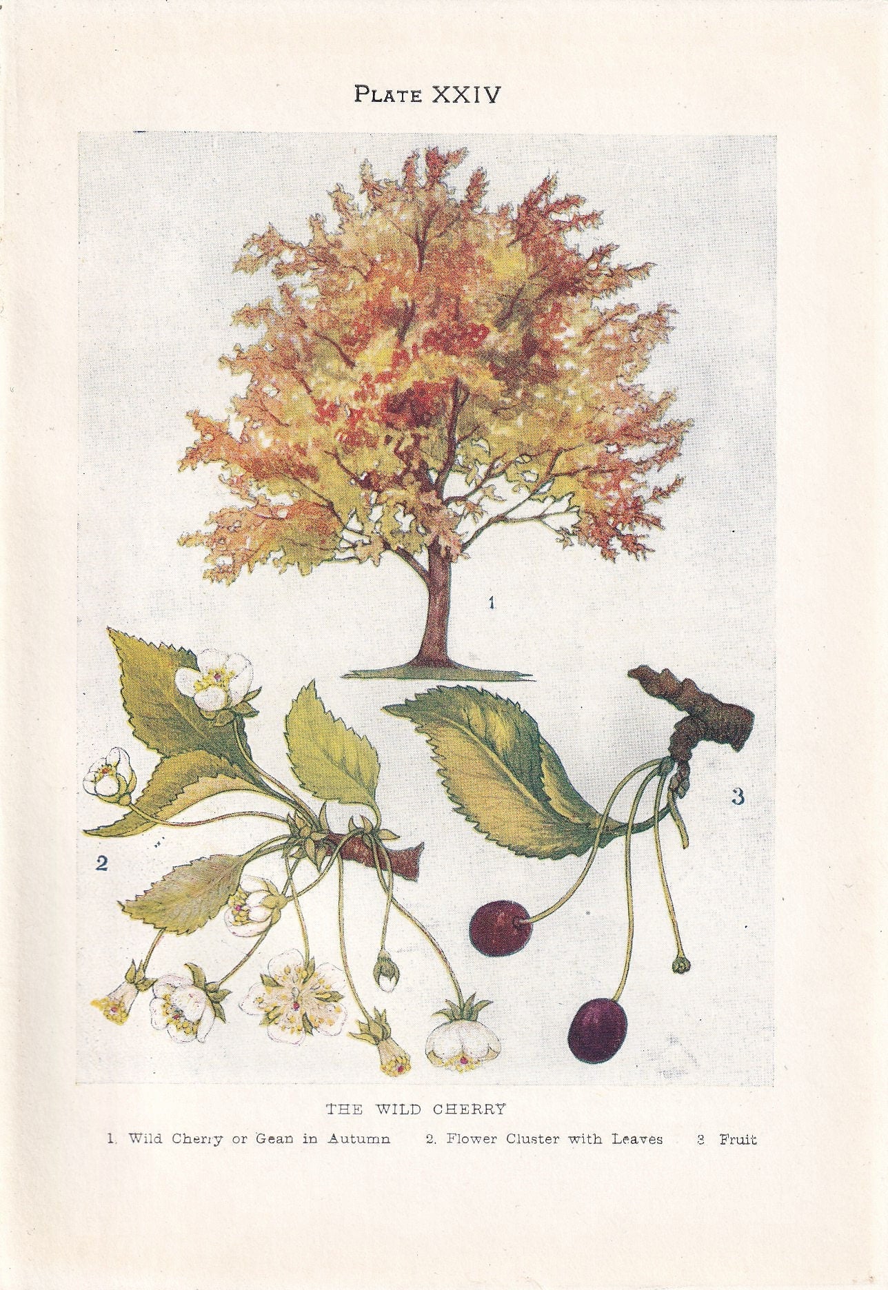 1910 WILD CHERRY TREE Print - Original Antique Tree Print - Tree Wall Art - Plant Wall Art - 113 Years Old - 6.25 x 4.25 Inches