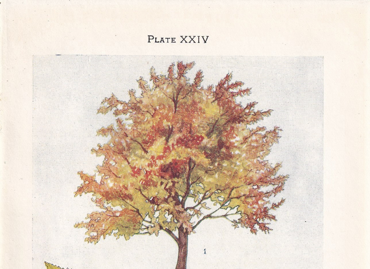 1910 WILD CHERRY TREE Print - Original Antique Tree Print - Tree Wall Art - Plant Wall Art - 113 Years Old - 6.25 x 4.25 Inches