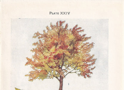 1910 WILD CHERRY TREE Print - Original Antique Tree Print - Tree Wall Art - Plant Wall Art - 113 Years Old - 6.25 x 4.25 Inches