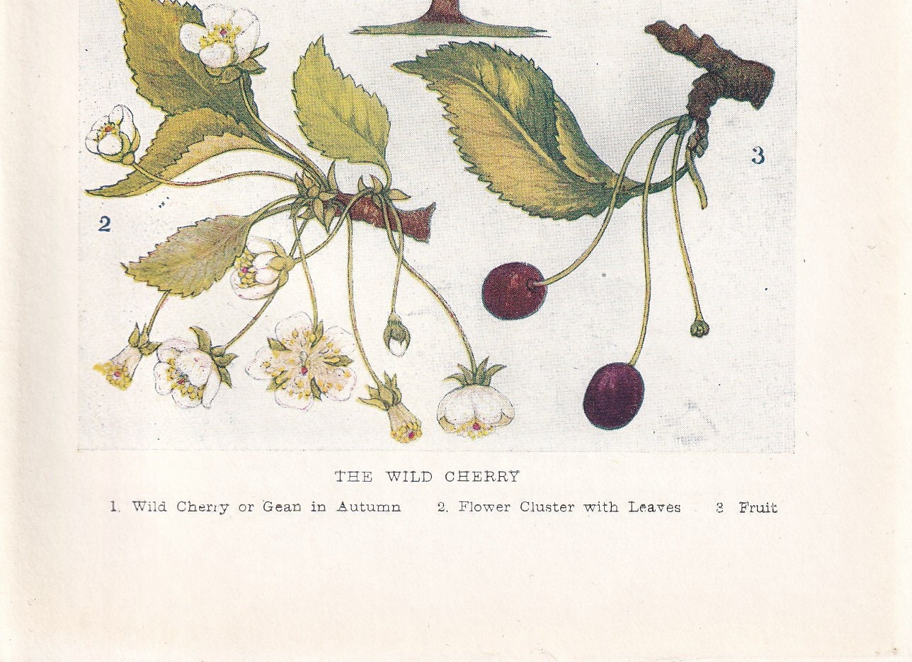 1910 WILD CHERRY TREE Print - Original Antique Tree Print - Tree Wall Art - Plant Wall Art - 113 Years Old - 6.25 x 4.25 Inches