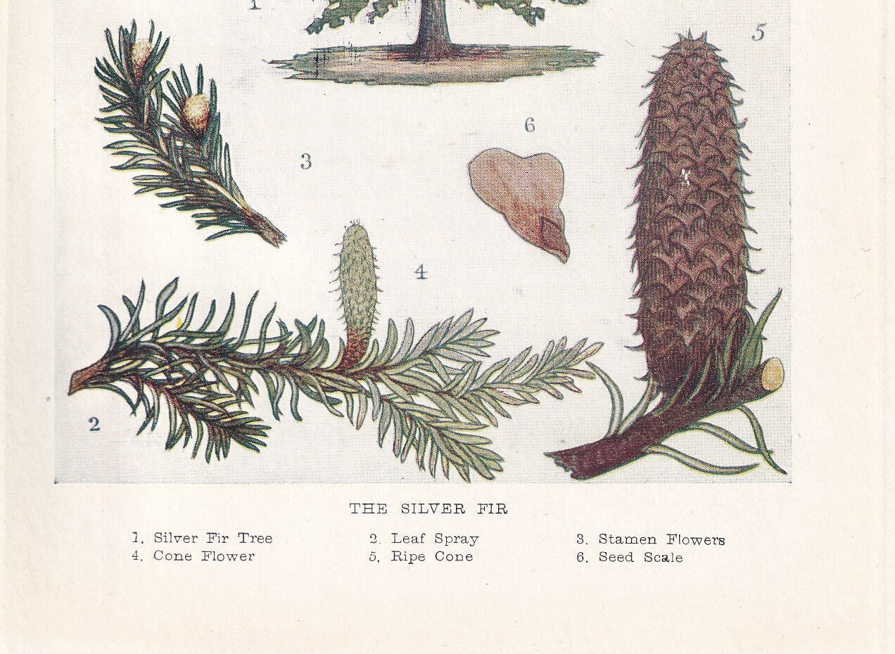 1910 SILVER FIR TREE Print - Original Antique Tree Print - Tree Wall Art - Plant Wall Art - 113 Years Old - 6.25 x 4.25 Inches
