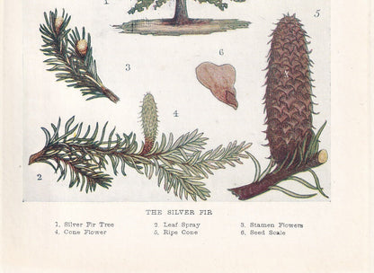 1910 SILVER FIR TREE Print - Original Antique Tree Print - Tree Wall Art - Plant Wall Art - 113 Years Old - 6.25 x 4.25 Inches