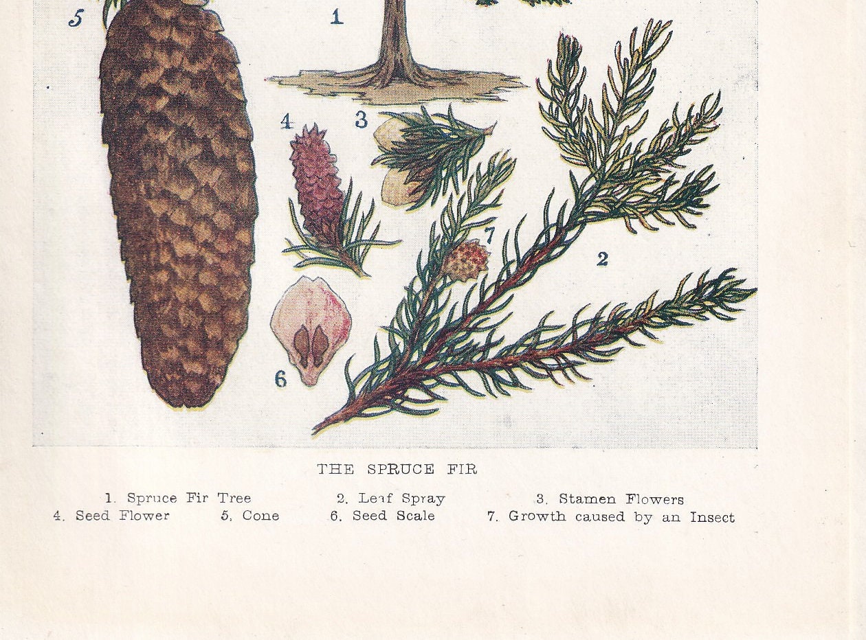 1910 SPRUCE FIR TREE Print - Original Antique Tree Print - Tree Wall Art - Plant Wall Art - 113 Years Old - 6.25 x 4.25 Inches