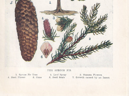 1910 SPRUCE FIR TREE Print - Original Antique Tree Print - Tree Wall Art - Plant Wall Art - 113 Years Old - 6.25 x 4.25 Inches