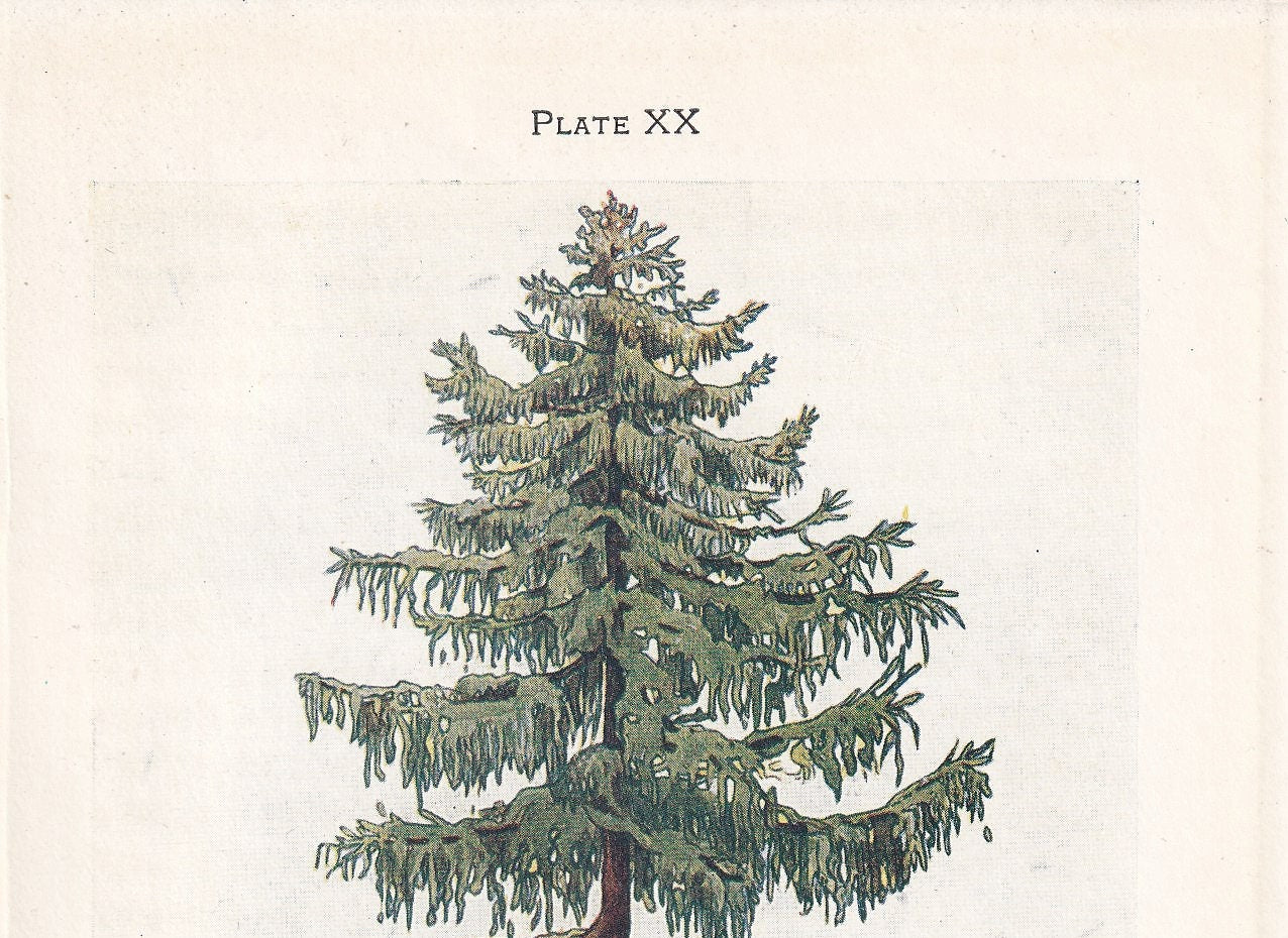 1910 LARCH TREE Print - Original Antique Tree Print - Tree Wall Art - Plant Wall Art - 113 Years Old - 6.25 x 4.25 Inches