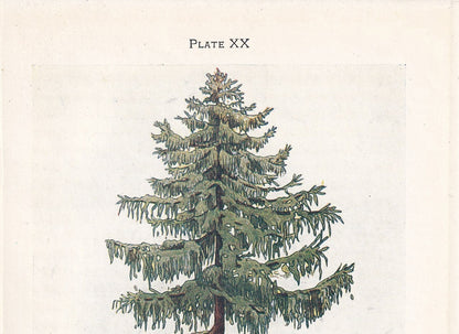 1910 LARCH TREE Print - Original Antique Tree Print - Tree Wall Art - Plant Wall Art - 113 Years Old - 6.25 x 4.25 Inches
