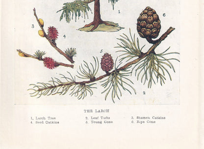 1910 LARCH TREE Print - Original Antique Tree Print - Tree Wall Art - Plant Wall Art - 113 Years Old - 6.25 x 4.25 Inches