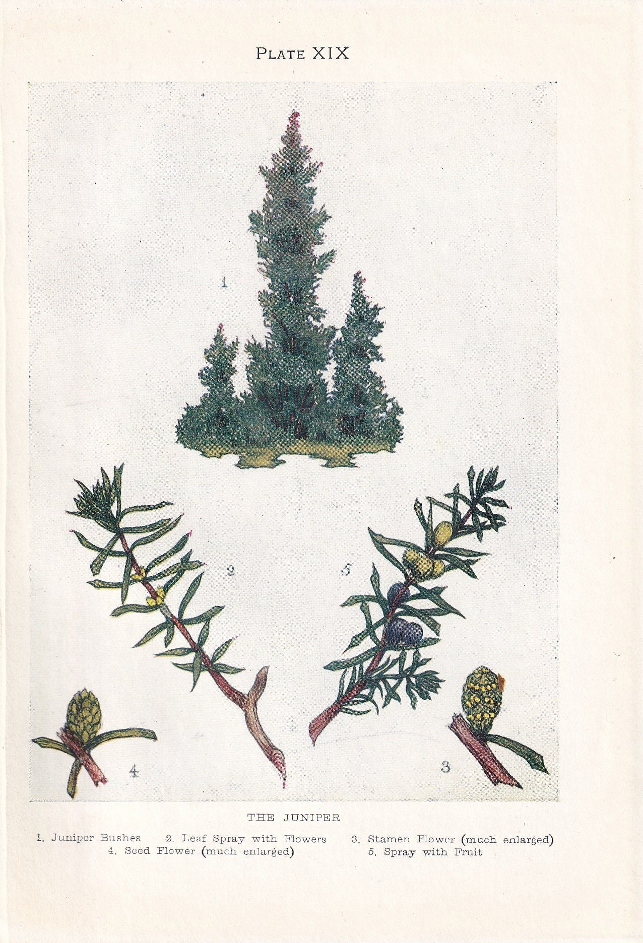 1910 JUNIPER TREE Print - Original Antique Tree Print - Tree Wall Art - Plant Wall Art - 113 Years Old - 6.25 x 4.25 Inches