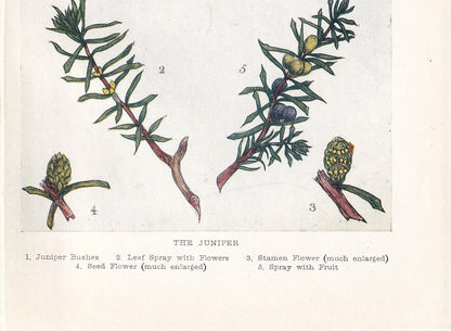 1910 JUNIPER TREE Print - Original Antique Tree Print - Tree Wall Art - Plant Wall Art - 113 Years Old - 6.25 x 4.25 Inches