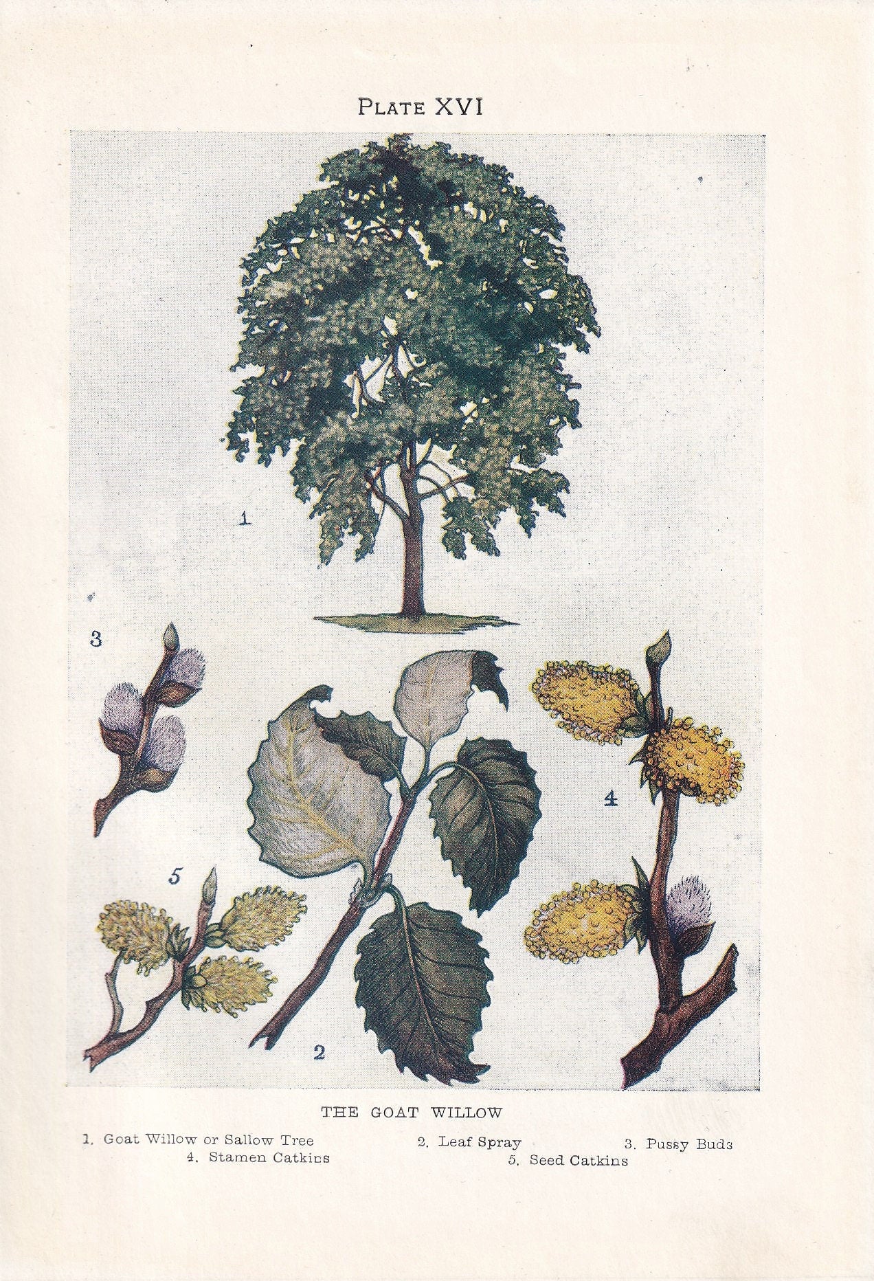 1910 GOAT WILLOW TREE Print - Original Antique Tree Print - Tree Wall Art - Plant Wall Art - 113 Years Old - 6.25 x 4.25 Inches