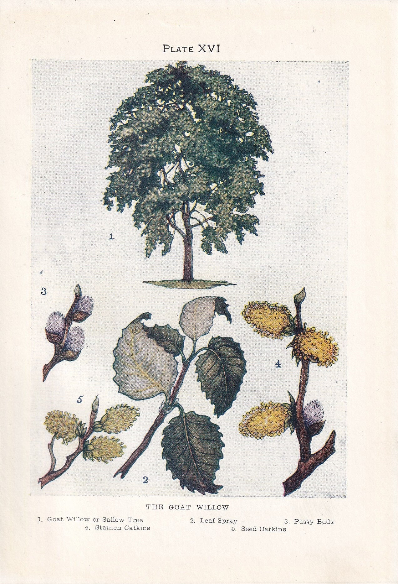 1910 GOAT WILLOW TREE Print - Original Antique Tree Print - Tree Wall Art - Plant Wall Art - 113 Years Old - 6.25 x 4.25 Inches