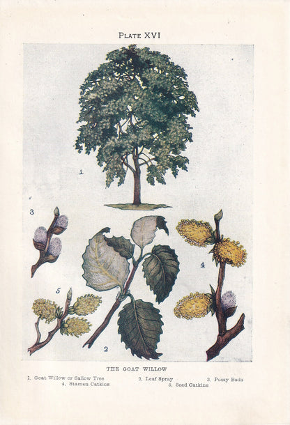 1910 GOAT WILLOW TREE Print - Original Antique Tree Print - Tree Wall Art - Plant Wall Art - 113 Years Old - 6.25 x 4.25 Inches