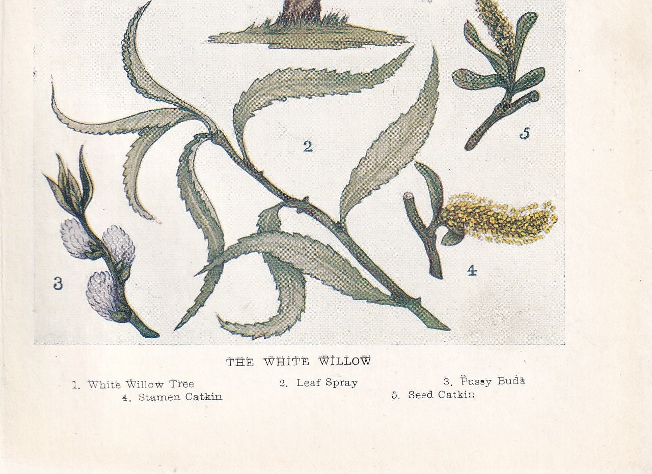 1910 WHITE WILLOW TREE Print - Original Antique Tree Print - Tree Wall Art - Plant Wall Art - 113 Years Old - 6.25 x 4.25 Inches