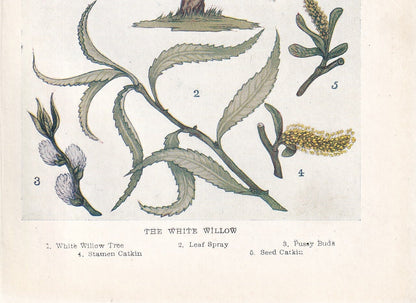 1910 WHITE WILLOW TREE Print - Original Antique Tree Print - Tree Wall Art - Plant Wall Art - 113 Years Old - 6.25 x 4.25 Inches