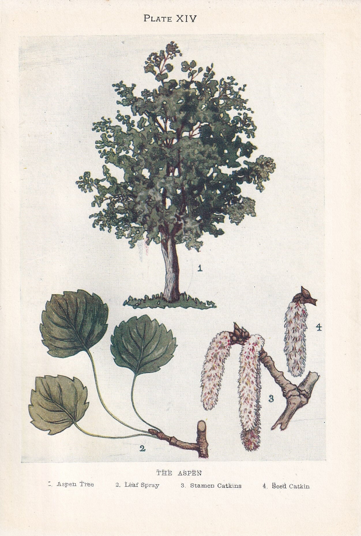 1910 ASPEN TREE Print - Original Antique Tree Print - Tree Wall Art - Plant Wall Art - 113 Years Old - 6.25 x 4.25 Inches