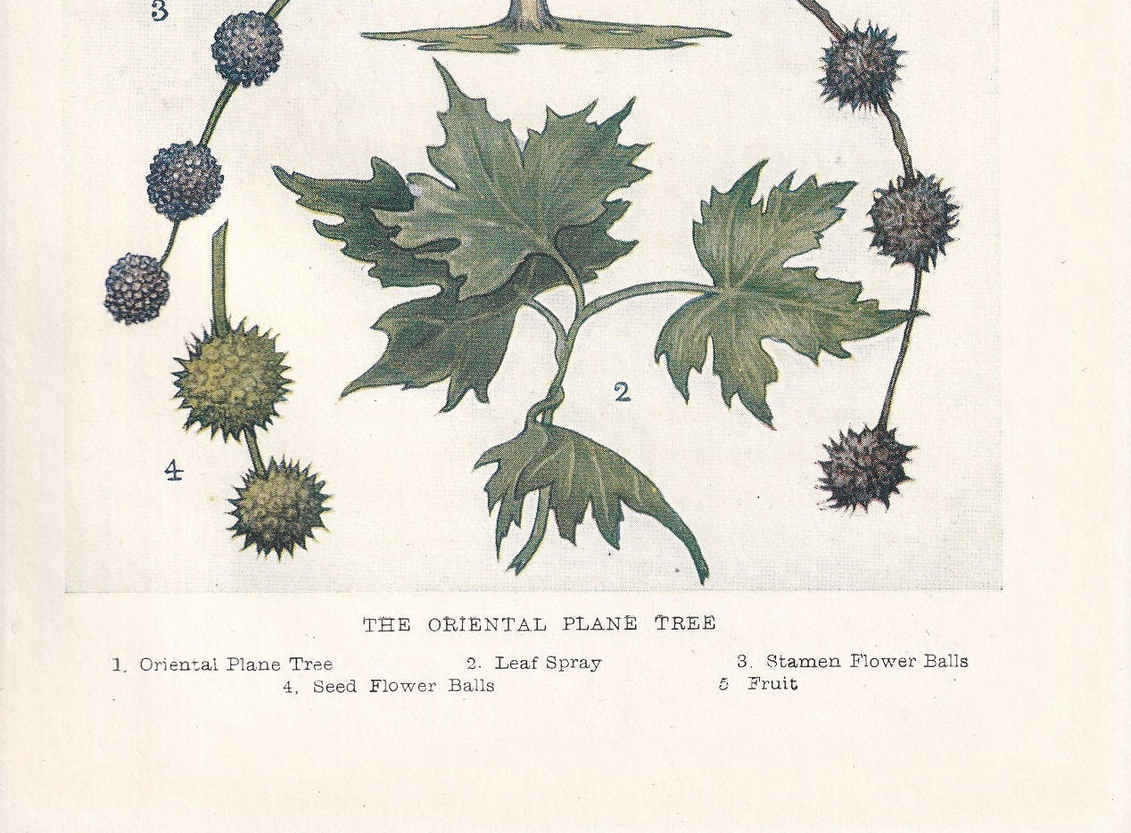 1910 ORIENTAL PLANE TREE Print - Original Antique Tree Print - Tree Wall Art - Plant Wall Art - 113 Years Old - 6.25 x 4.25 Inches
