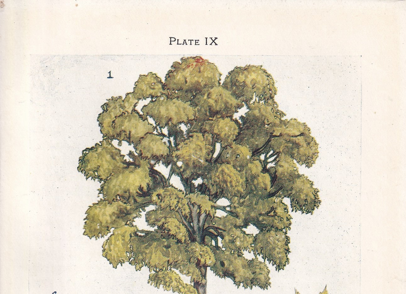 1910 ASH TREE Print - Original Antique Tree Print - Tree Wall Art - Plant Wall Art - 113 Years Old - 6.25 x 4.25 Inches