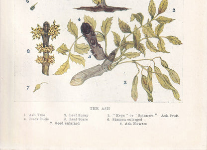 1910 ASH TREE Print - Original Antique Tree Print - Tree Wall Art - Plant Wall Art - 113 Years Old - 6.25 x 4.25 Inches