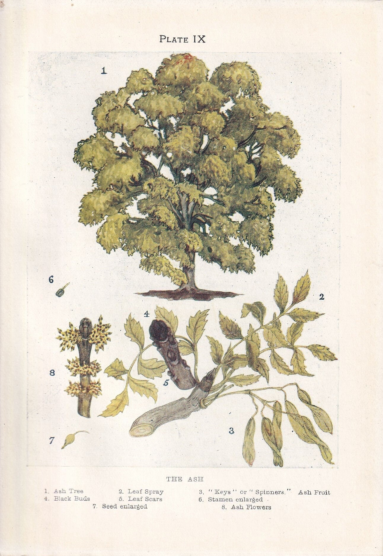 1910 ASH TREE Print - Original Antique Tree Print - Tree Wall Art - Plant Wall Art - 113 Years Old - 6.25 x 4.25 Inches