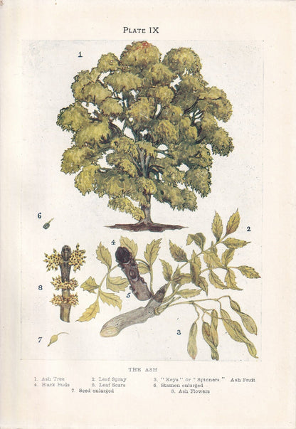 1910 ASH TREE Print - Original Antique Tree Print - Tree Wall Art - Plant Wall Art - 113 Years Old - 6.25 x 4.25 Inches